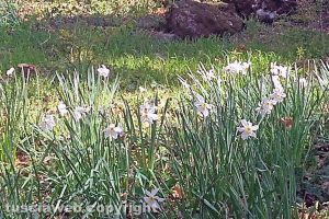 Ronciglione - Narcisi bianchi sul monte Fogliano
