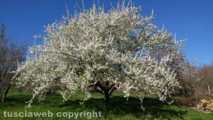 La primavera a Vitorchiano