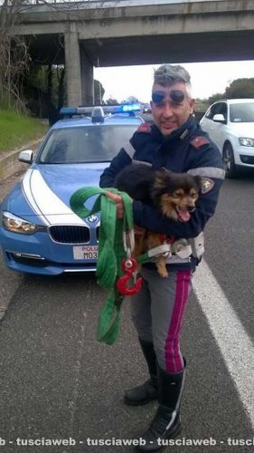 Viterbo - Poliziotti salvano cane in superstrada