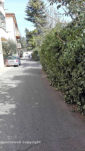 Viterbo - Siepe incolta in via Emilia