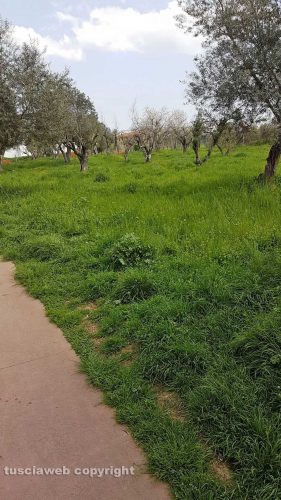 Viterbo - Santa Barbara - Erba alta al parco delle Querce