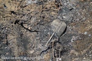 Montefiascone - Il luogo in cui è andata a fuoco la macchina
