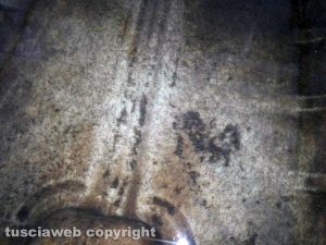 Il rilascio di Coregone nel lago di Bolsena