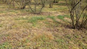 Un terreno trattato con diserbanti