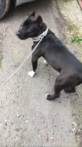 Il cucciolo di pitbull Perla 
