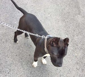 Il cucciolo di pitbull Perla 