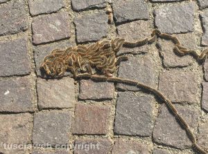 Viterbo - Processionarie in via Ascenzi