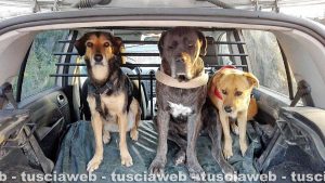 Maggi, il cane morto avvelenato (il primo da destra)