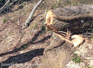 Terni - Boscaiolo di Acquapendente travolto e ucciso da un albero - Il tronco della tragedia
