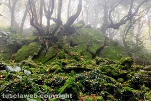 Torre Alfina - Il bosco del Sasseto
