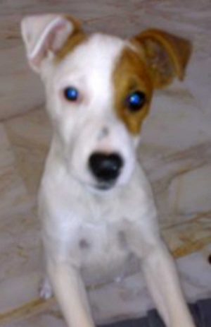 Pinolo, il jack russel smarrito 