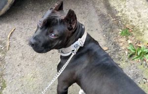 Il cucciolo di pitbull Perla