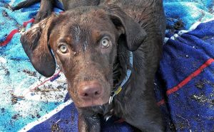 Il cane morto per avvelenamento