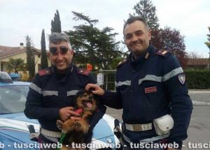Viterbo - Poliziotti salvano cane in superstrada