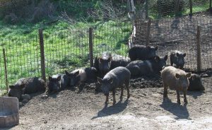 Un allevamento di porco cignale