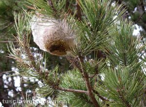 Nido di processionaria