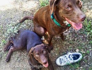 I cani avvelenati a Castel D'Asso