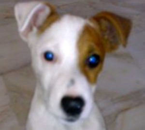 Pinolo, il jack russel smarrito