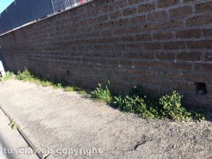 Viterbo - Erba alta sui marciapiedi
