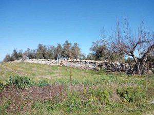 I terreni in località Vepre a Ischia di Castro
