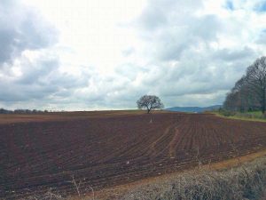 I terreni in località Vepre a Ischia di Castro