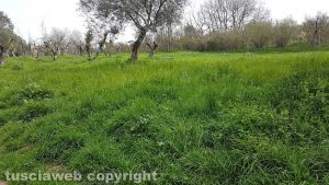 Viterbo - Santa Barbara - Erba alta al parco delle Querce