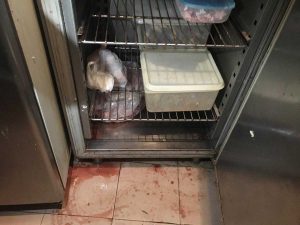 Il pesce sequestrato