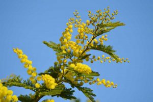 Una mimosa