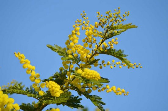 Una mimosa
