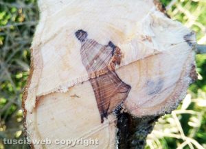 Una misteriosa figura nel tronco di un albero