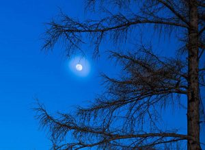 Un bosco di notte
