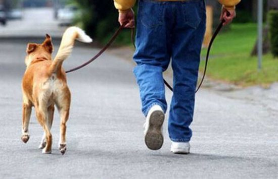 Vietato portare a passeggio i cani