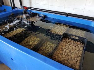 Guardia di finanza - Frutti di mare sequestrati