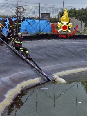 Colleferro - Il salvataggio del cane nel vascone 