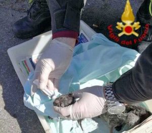 I gattini salvati dai vigili del fuoco