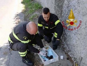 I gattini salvati dai vigili del fuoco 