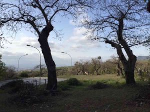 San Martino al Cimino - Lavori al parco di via del Colle