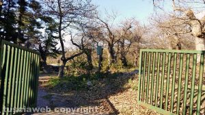 Viterbo - Potatura dei castagni a San Martino