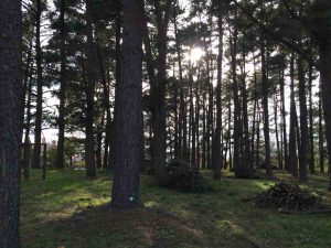 San Martino al Cimino - Lavori al parco di via del Colle