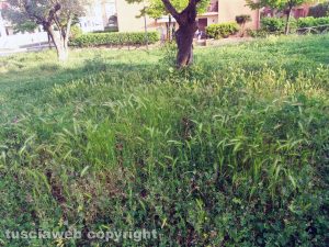 Viterbo - Erba alta al giardino di viale B. Buozzi