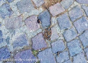 Viterbo - Processionarie a piazza del Sacrario