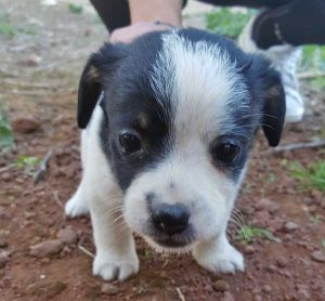 Un cucciolo di cane