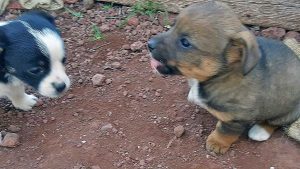 Cuccioli in cerca di adozione
