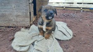 Cuccioli in cerca di adozione