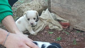 Cuccioli in cerca di adozione