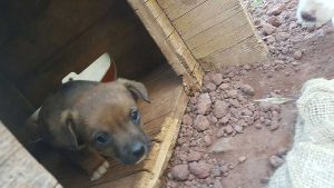 Cuccioli in cerca di adozione