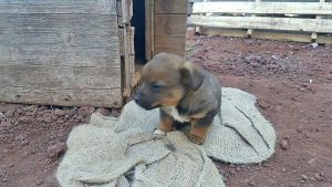 Cuccioli in cerca di adozione