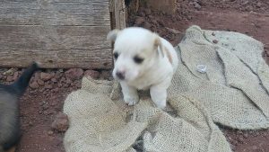 Cuccioli in cerca di adozione