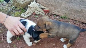 Cuccioli in cerca di adozione