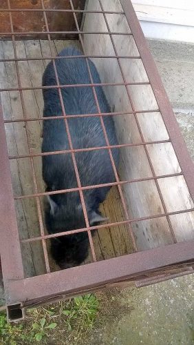 Montefiascone - Il maiale vietnamita catturato nel cimitero